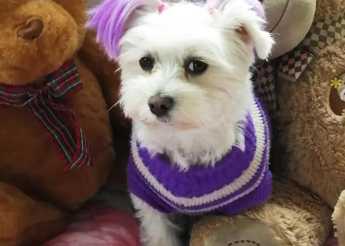 فندق مبيت وإفطار Milu' بوسولينغو