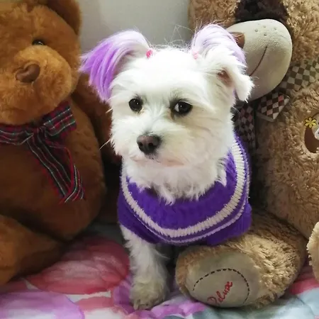 Bed & Breakfast Milu' Bussolengo